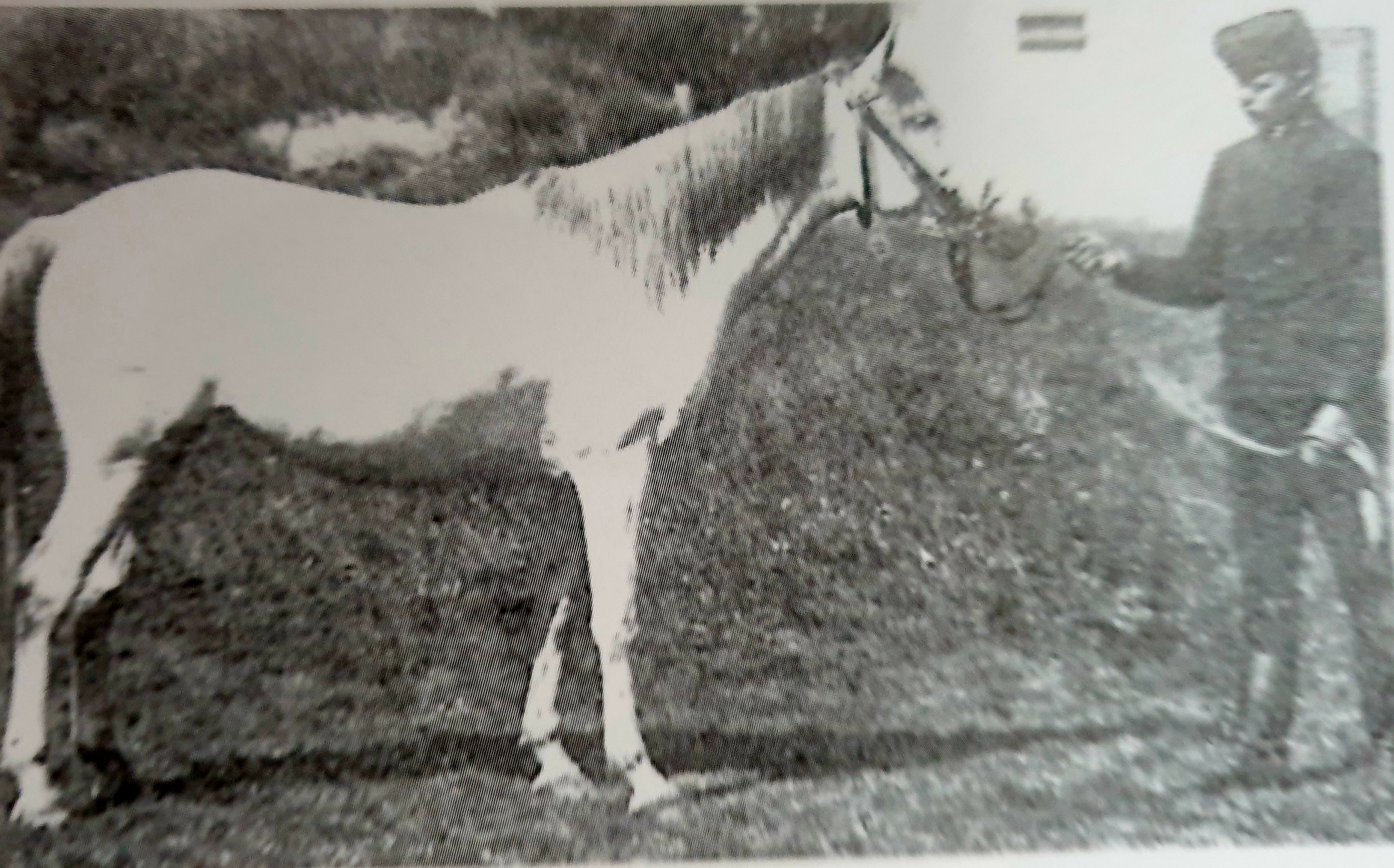 Farha 1896