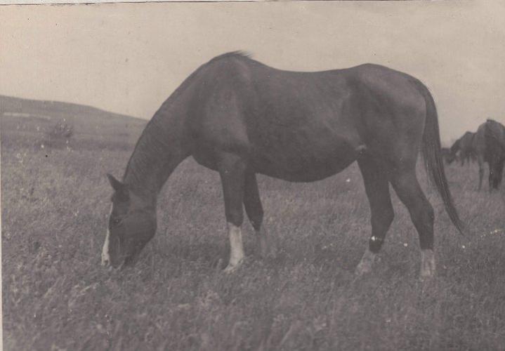 Gazella II
