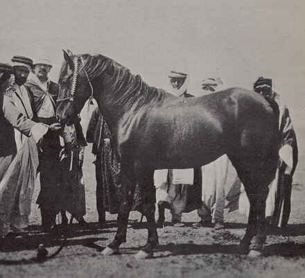 Haleb 1901