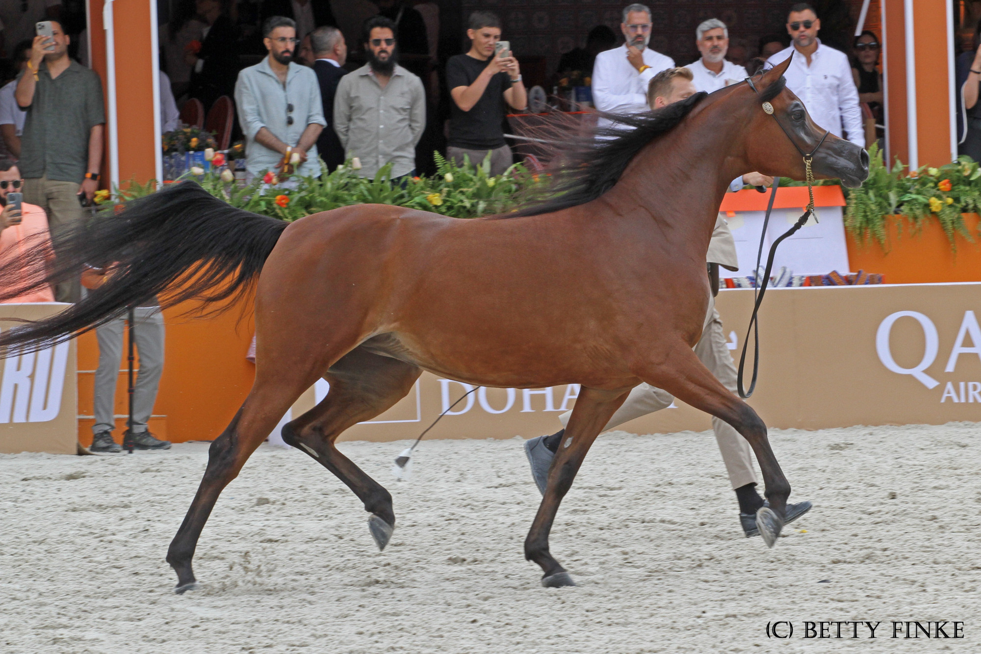 Shahalel Al Shaqab