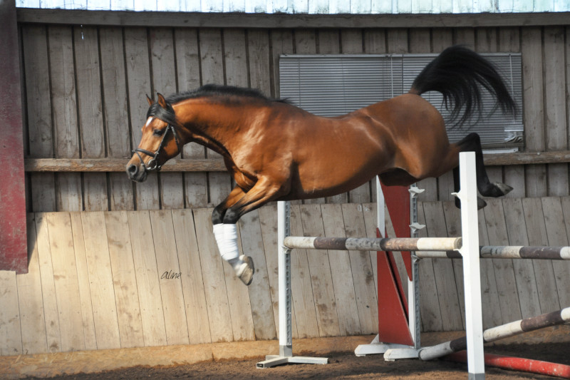 EH Zyrano De Beygerac