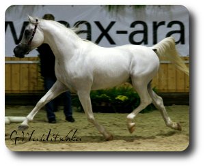 Al Adeed Al Shaqab