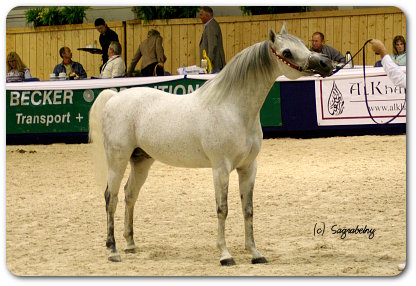 Bankurai Ibn Wahdani