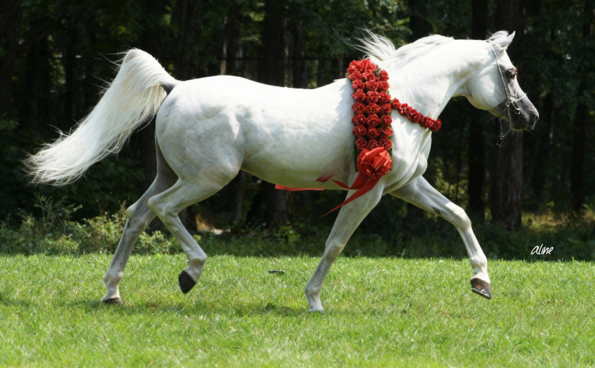 Eternity Ibn Navarrone-D