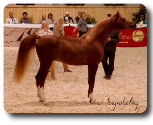 BO Karismatico Ibn Bendigo