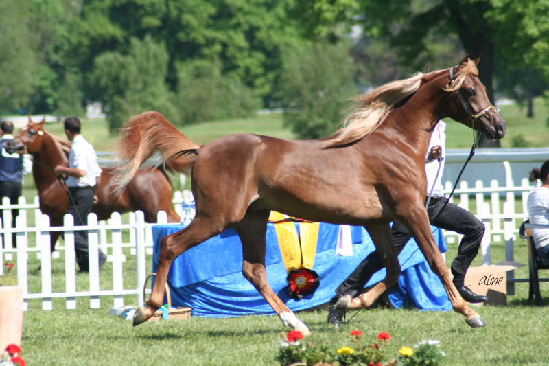 Loubajj Ibn Loubna-D