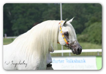 Mangalee Ibn Shadwan