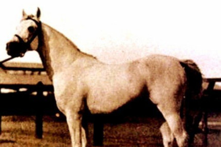 Mansour 1921