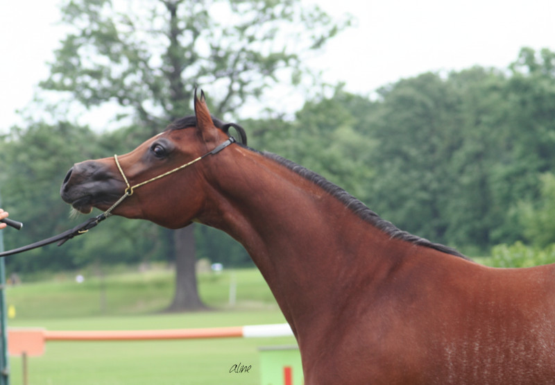 Pyramid Nour El Nil K