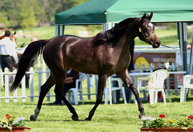 RP Penalba Bint Psytadel