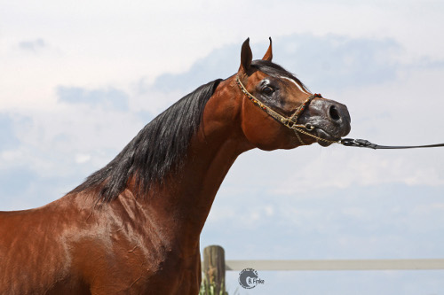 Shakaar Ibn Sanadiva