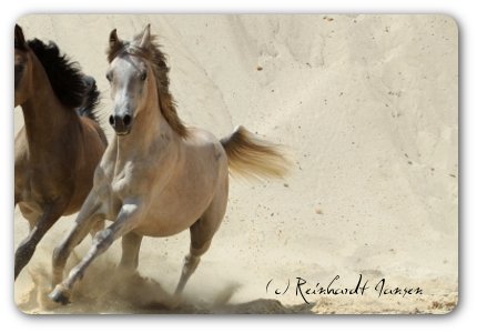 TA Mashour Ibn Muntahi